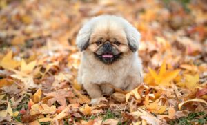 ヒルドイドはニキビ跡にどのような効果があるのか？