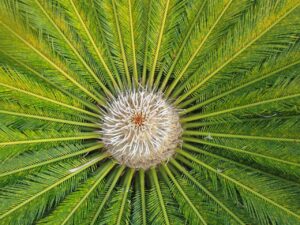 ニキビ跡に悩むメンズ必見！CICAの効果とは？